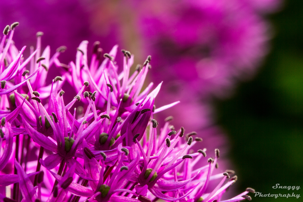 Day 160 - Allium by snaggy