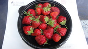 10th Jun 2013 - Day 6 Healthy Strawberries