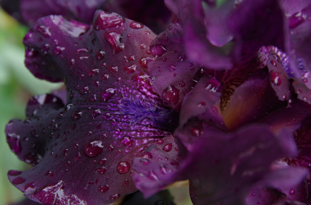 Purple (Iris) by houser934