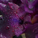 Purple (Iris) by houser934