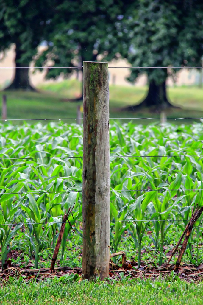 The Corn Is Growing by digitalrn