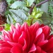 Red Flower by julie