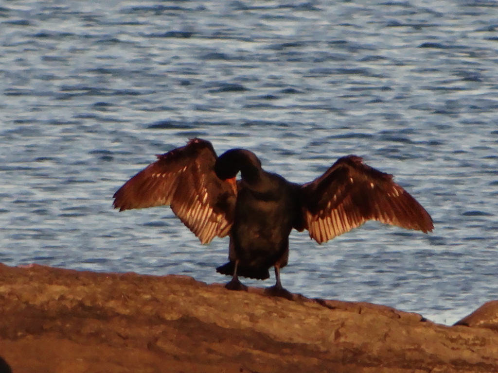 Cormorant Drying Its Wings by brillomick