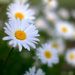the lovely daisy by vankrey
