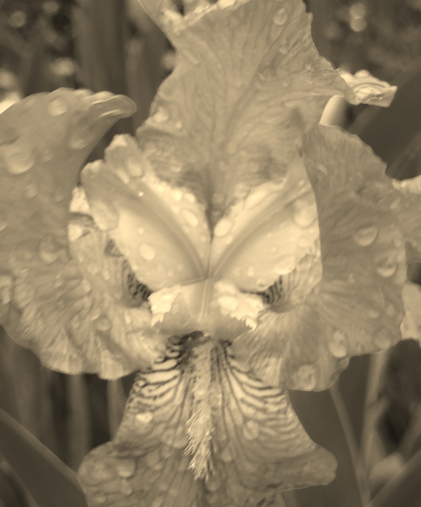 Sepia Iris by edorreandresen