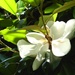 Magnolia by handmade