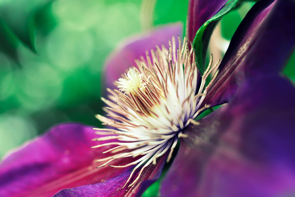 Up Close Clematis by pflaume