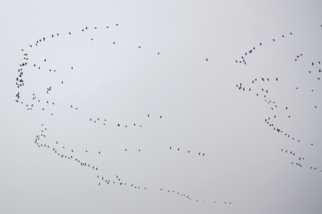 Geese flying towards North IMG_5203 by annelis
