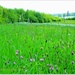 Wild Flower Field by carolmw