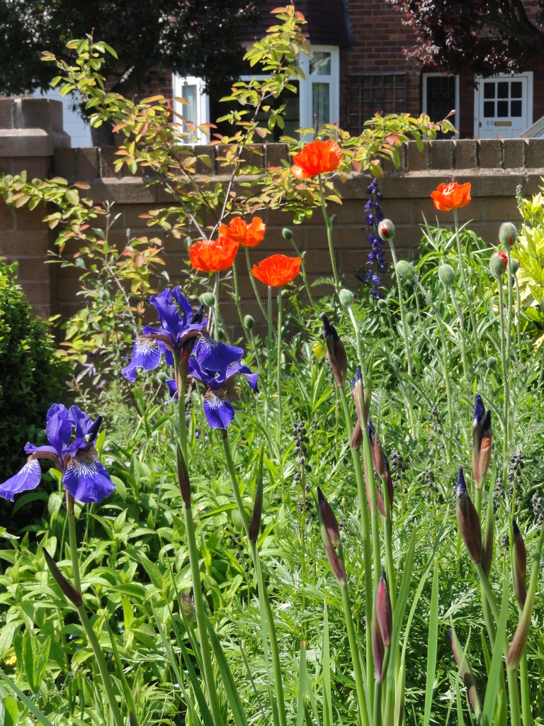 Poppies & Irises  by beryl