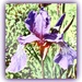 Funky Iris by beryl