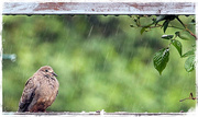 11th Jun 2013 - Dove in a Downpour
