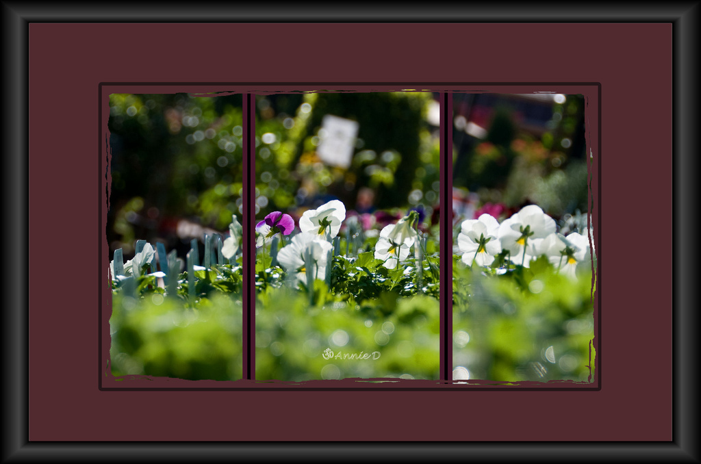 Through the Window into the Garden by annied