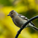 11th June Chaffinch by pamknowler