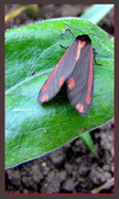 11th Jun 2013 - Cinnabar moth