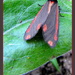 Cinnabar moth by busylady
