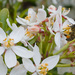 Buckfast Bee by harveyzone