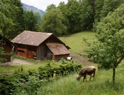 11th Jun 2013 - Grazing in the Swiss Alps