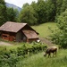 Grazing in the Swiss Alps by bella_ss