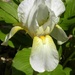 Iris Season by sunnygreenwood