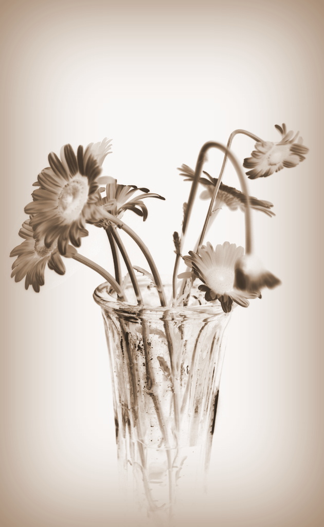 The vase by jayberg