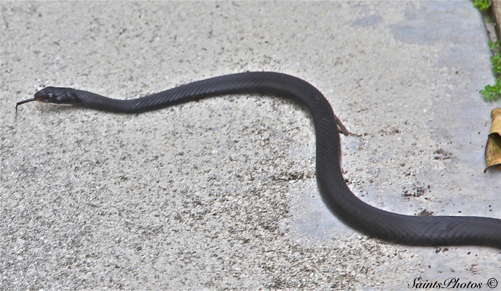 Black Racer (Rat Snake) ? by stcyr1up