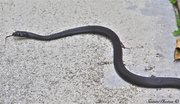 11th Jun 2013 - Black Racer (Rat Snake) ?