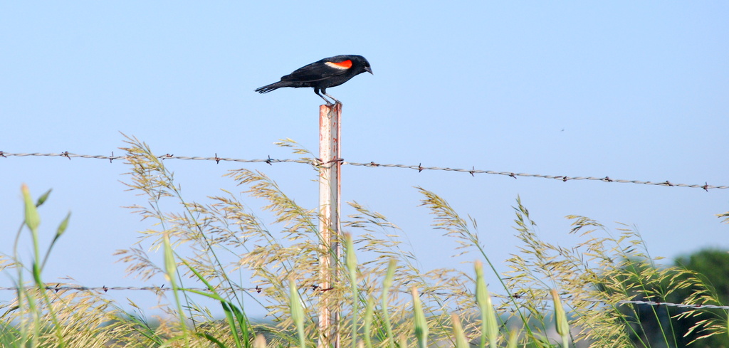 Red-Winged Blackbird by kareenking
