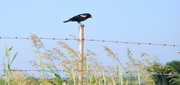 11th Jun 2013 - Red-Winged Blackbird