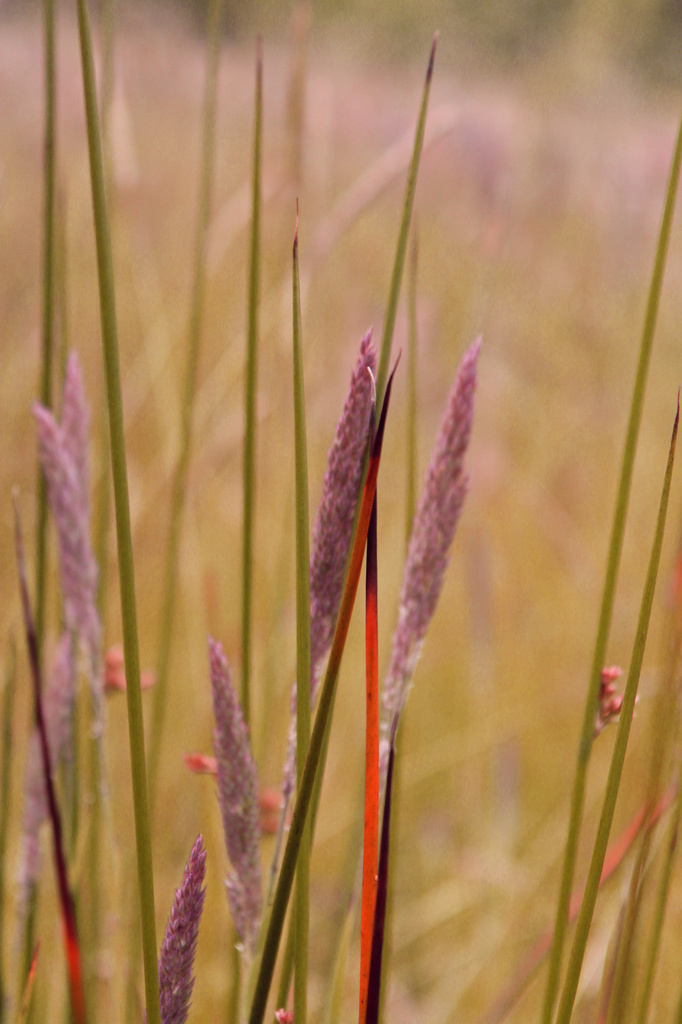 Purple Grasses by nanderson