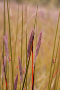 11th Jun 2013 - Purple Grasses