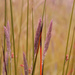 Purple Grasses by nanderson
