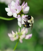 11th Jun 2013 - Busy Bee