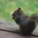 squirrel by byrdlip