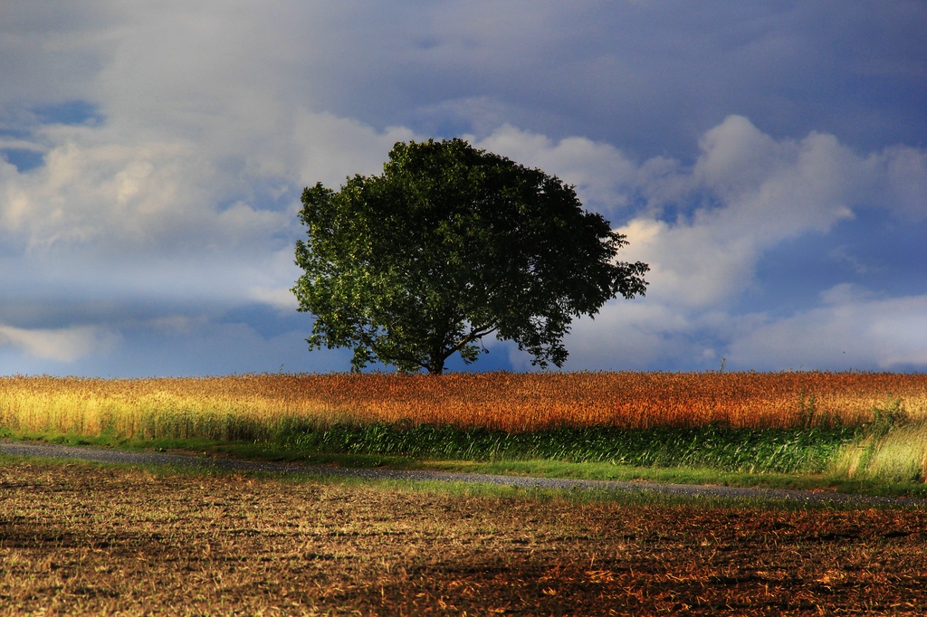 A Lane Runs Through It In Color by digitalrn