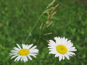 11th Jun 2013 - Daisies