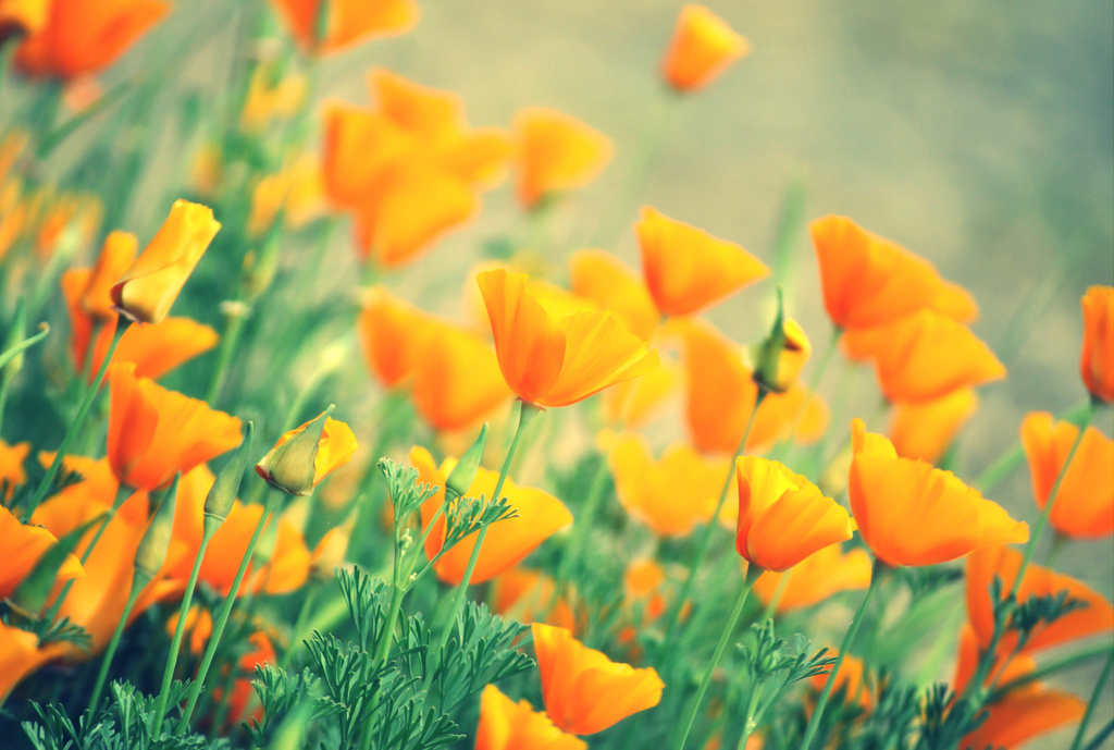 California Poppies by pflaume