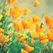 California Poppies by pflaume