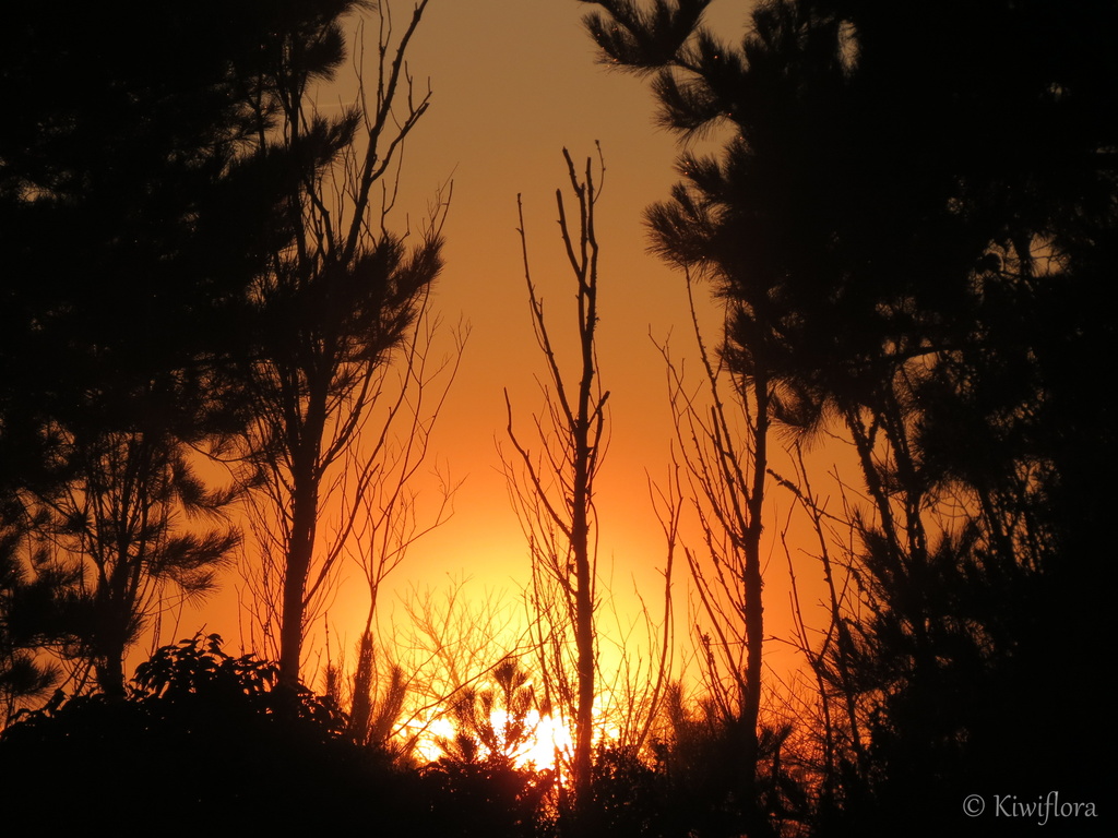 Sunrise by kiwiflora