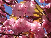 9th May 2013 - Cherry Blossoms