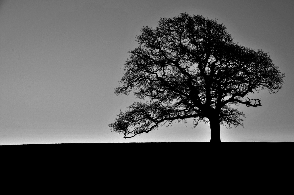 Tree by seanoneill
