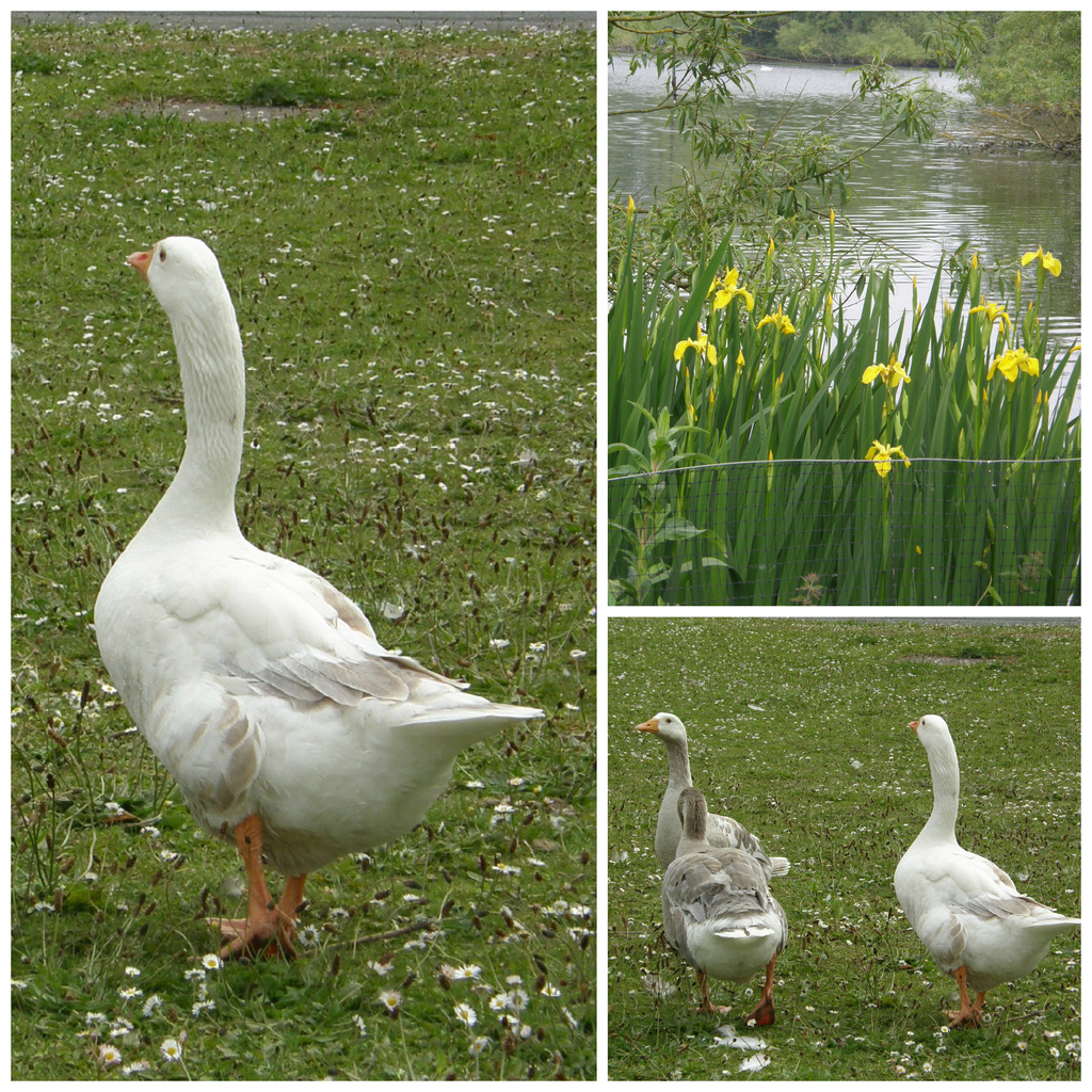 Goosey , goosey , gander ___! by beryl