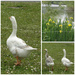 Goosey , goosey , gander ___! by beryl