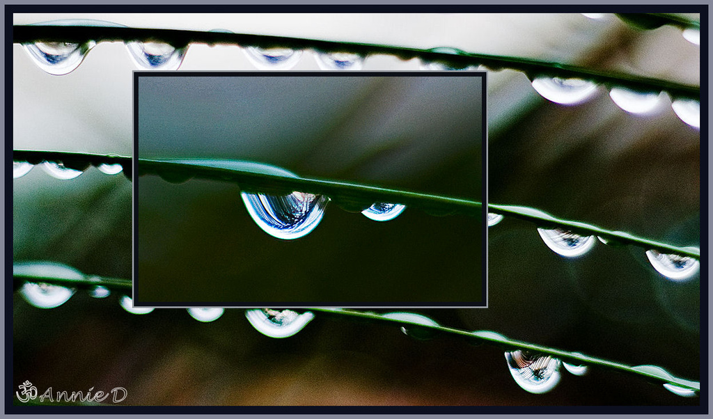 Raindrop Magnified by annied