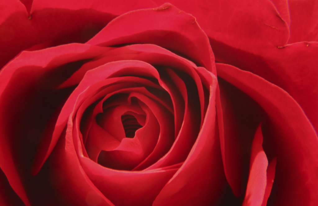 Red Rose by padlock