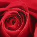 Red Rose by padlock