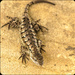 Worried Lizard by kathyladley