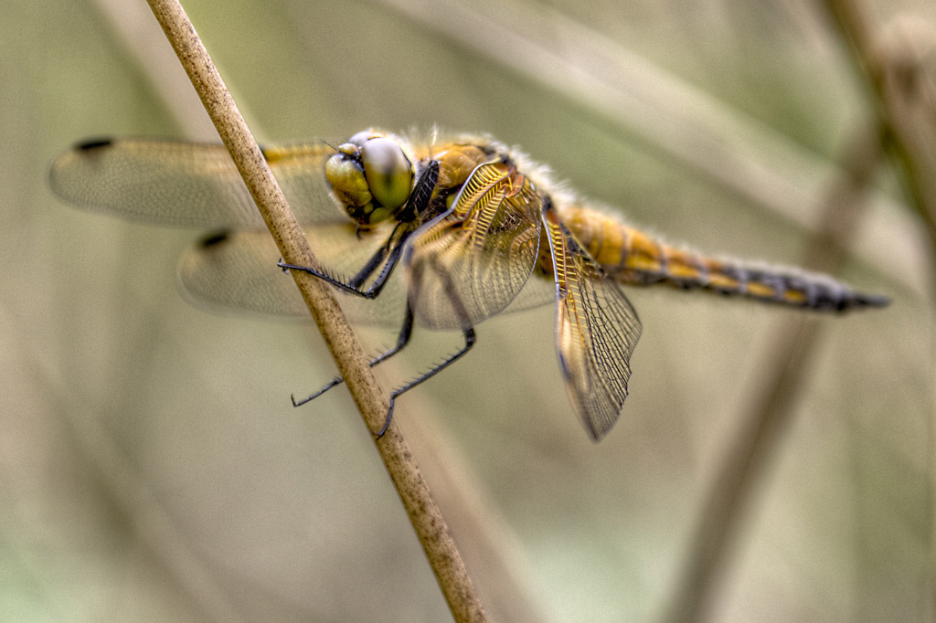 Four Spotted Chaser. by gamelee