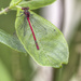 Japanees Red Dragonfly. by gamelee