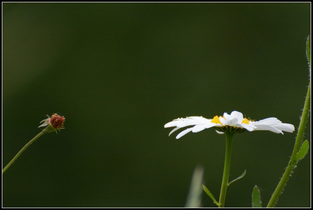 Wild flower by rosiekind
